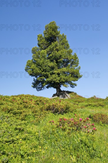 Old pine on Engstlenalp in Gental, Canton of Bern, Switzerland