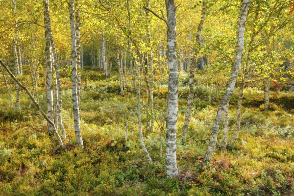 Birch forest and blueberry bushes in backlight, near Les Ponts-de-Martel in the canton of Neuchâtel, Switzerland