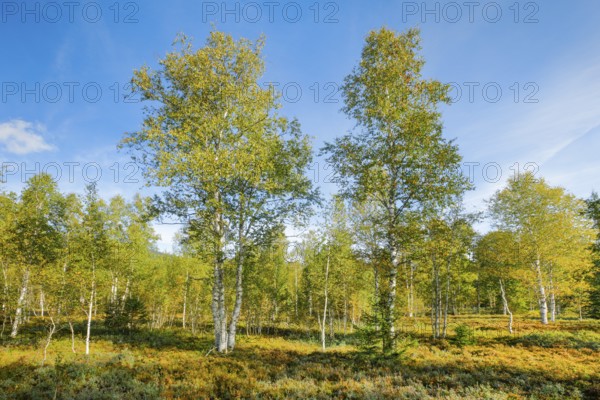 Large birch trees in early autumn with sunshine and blue sky, high moor near Les Ponts-de-Martel, Canton of Neuchâtel, Switzerland