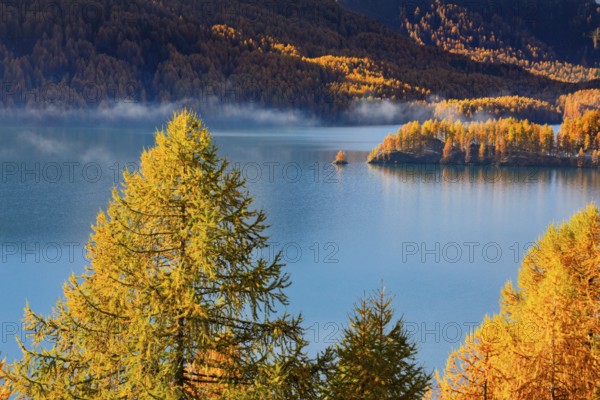 Larch forest around Lake Sils, Upper Engadin, Canton of Graubünden, Switzerland