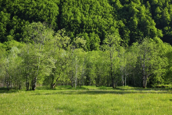 Birch and beech forest in Klöntal, Canton of Glarus, Switzerland