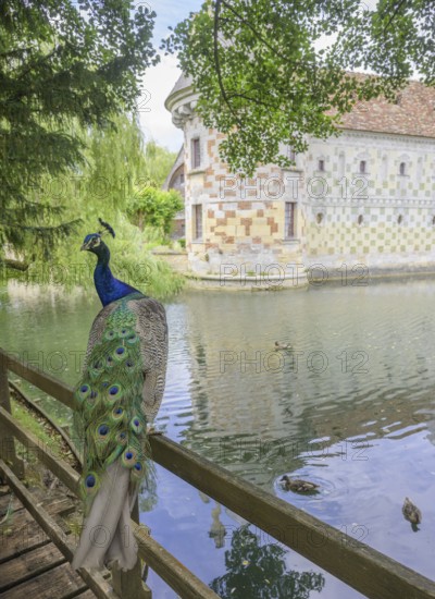 Indian peafowl (Pavo scalloped ribbonfish) at the castle of, Saint-Germain-de-Livet, Département Calvados, France