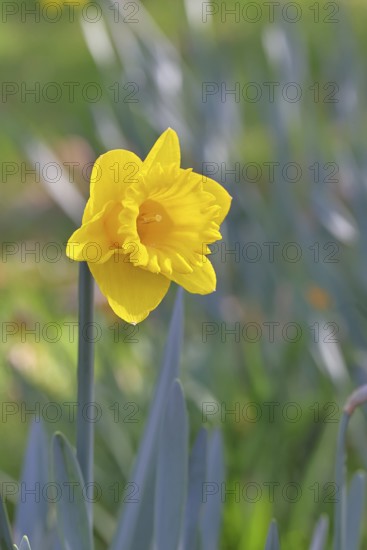 Daffodil (Narcissus), yellow flower in a garden, close-up, Wilnsdorf, North Rhine-Westphalia, Germany