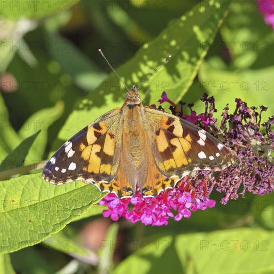 Thistle butterfly (Vanessa cardui) on a Buddleja davidii flower, Wilnsdorf, North Rhine-Westphalia, Germany