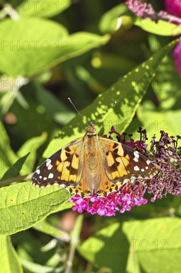 Thistle butterfly (Vanessa cardui) on a Buddleja davidii flower, Wilnsdorf, North Rhine-Westphalia, Germany