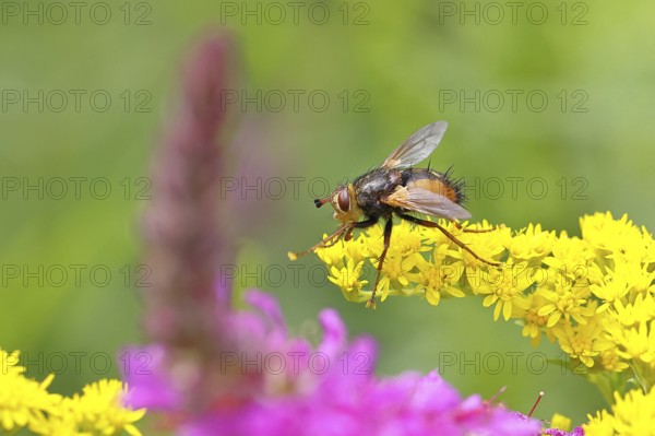 Hedgehog fly (Tachina fera), collecting nectar from a yellow flower of Solidago canadensis (Solidago canadensis), close-up, macro photograph, Wilnsdorf, North Rhine-Westphalia, Germany