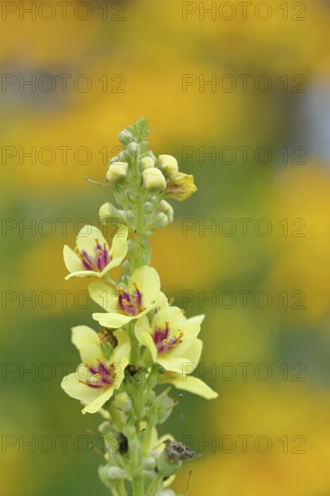 Dark mullein (Verbascum nigrum), flowers, inflorescence, in a natural garden, close-up, Wilnsdorf, North Rhine-Westphalia, Germany
