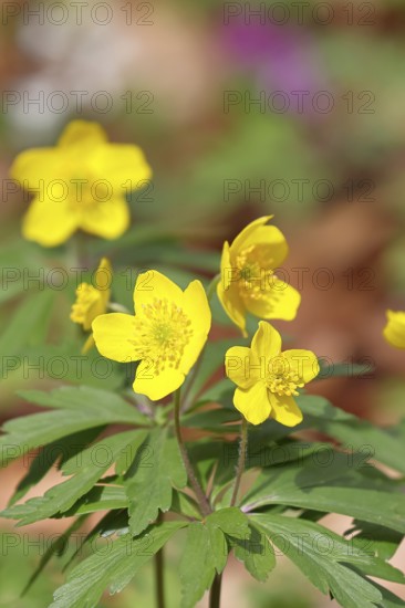 Yellow Anemone, Anemone ranunculoides, Yellow Wood Anemone, Anemone ranunculoides, in a beech forest, Wilnsdorf, North Rhine-Westphalia, Germany