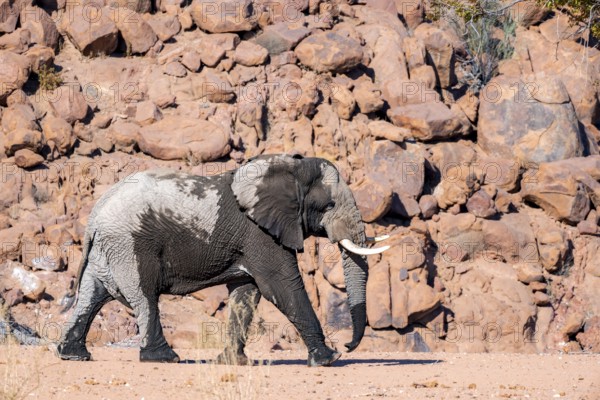 African elephant (Loxodonta africana), desert elephant, riverbed of the Ugab River, Damaraland, Erongo, Namibia