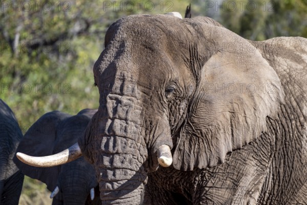 Adult male, African elephant (Loxodonta africana), desert elephant, animal portrait, riverbed of the Ugab River, Damaraland, Erongo, Namibia