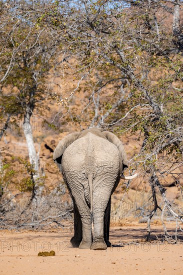 African elephant (Loxodonta africana) from behind, desert elephant, riverbed of the Ugab River, Damaraland, Erongo, Namibia
