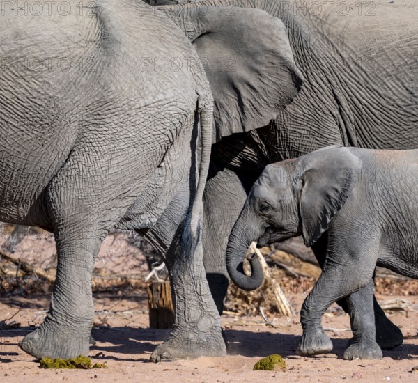 Young elephant among other elephants in the herd, African elephant (Loxodonta africana), desert elephant, near the Ugab River, Damaraland, Kunene region, Namibia