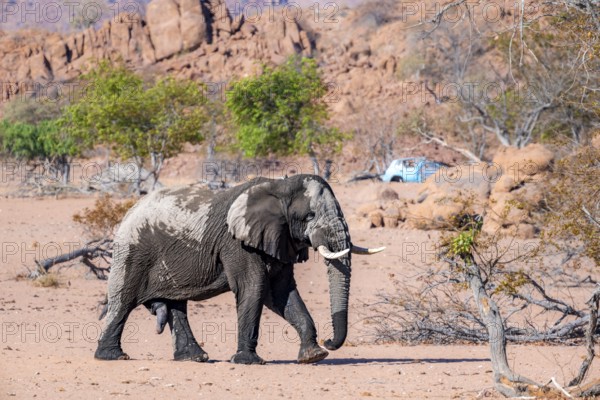 African elephant (Loxodonta africana), desert elephant in barren desert landscape, adult male, riverbed of the Ugab River, Damaraland, Erongo, Namibia