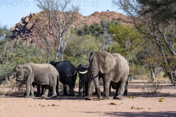 Herd of African elephants (Loxodonta africana) with adult male, desert elephants, riverbed of the Ugab River, Damaraland, Erongo, Namibia
