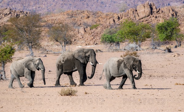Three African elephants (Loxodonta africana), desert elephants, riverbed of the Ugab River, Damaraland, Erongo, Namibia