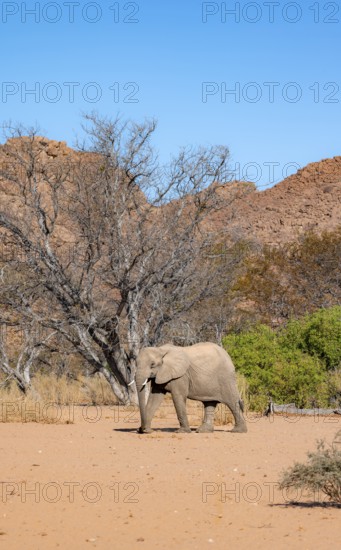 African elephant (Loxodonta africana), desert elephant in barren desert landscape, riverbed of the Ugab River, Damaraland, Erongo, Namibia