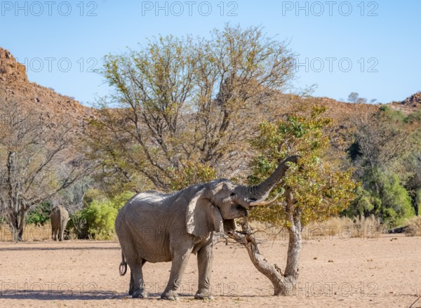 African elephant (Loxodonta africana), desert elephant in barren desert landscape, eating leaves in a tree with its trunk, riverbed of the Ugab River, Damaraland, Erongo, Namibia