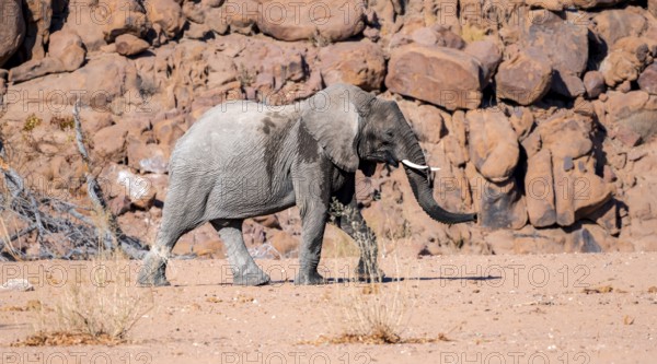 Young African elephant (Loxodonta africana), desert elephant, near the Ugab River, Damaraland, Kunene region, Namibia