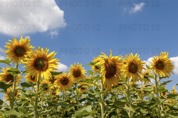 Sunflowers (Helianthus annuus), sunflower field, Palatinate, Rhineland-Palatinate, Germany