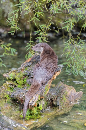 A Eurasian otter (Lutra lutra) rests on a root of a tree with some moss on it lying in the water. Surrounded by water. Check Republic