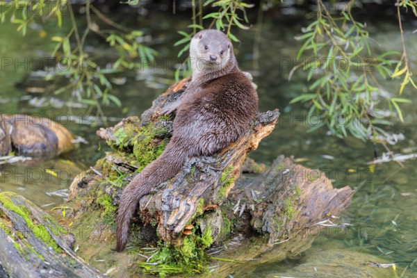 A Eurasian otter (Lutra lutra) rests on a root of a tree with some moss on it lying in the water. Surrounded by water. Check Republic