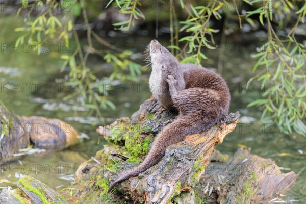 A Eurasian otter (Lutra lutra) grooms himself on a root of a tree with some moss on it lying in the water. Surrounded by water. Check Republic