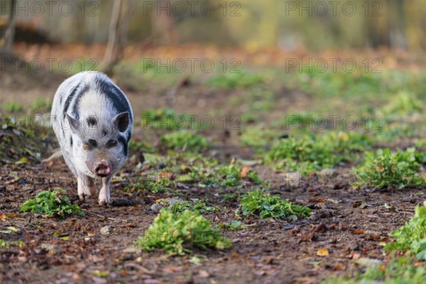 A Kunekune pig (sus scrofa domesticus), a domestic breed from New Zealand walks through a natural pasture. Captive, Austria