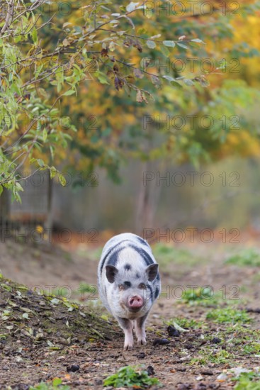 A Kunekune pig (sus scrofa domesticus), a domestic breed from New Zealand walks through a natural pasture. Captive, Austria