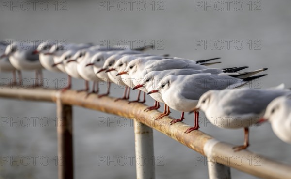 Black-headed gulls in winter dress, on a railing on the Rhine near Duisburg-Walsum, North Rhine-Westphalia, Germany