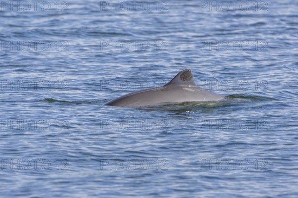 The Harbour porpoise (Phocoena phocoena) is a very small species of cetacean and, with a bit of luck, can be observed along the German North Sea and Baltic coasts, Denmark