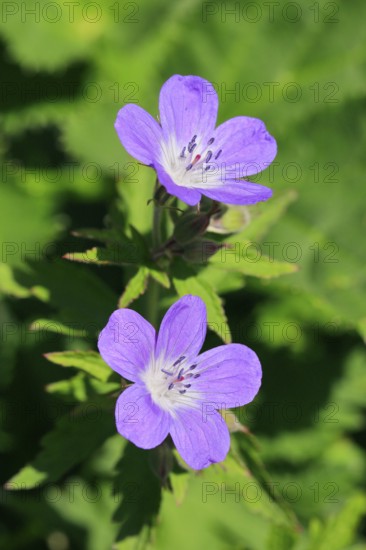Forest stork beak in the mountains
