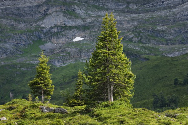 Spruces on Engstlenalp, Canton of Bern, Switzerland