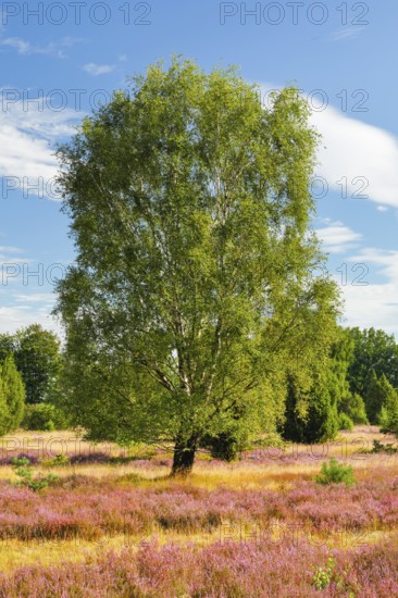 Large birch tree in the blooming Lüneburg Heath, Lower Saxony, Germany