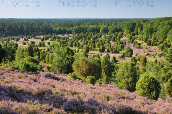 Trees and blooming heath near Steingrund in the Lüneburger Heide nature park Park, Lower Saxony, Germany