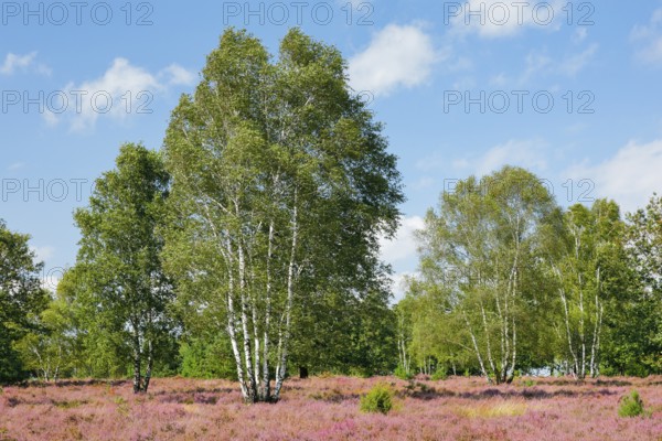 Large birch trees in the blooming Lüneburg Heath, Lower Saxony, Germany