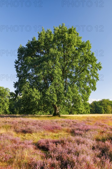 Large oak tree in the blooming Lüneburger Heide, Lower Saxony, Germany