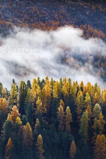 Coniferous forest with larch and spruce trees crossed by clouds of fog, Engadin, Canton of Graubünden, Switzerland