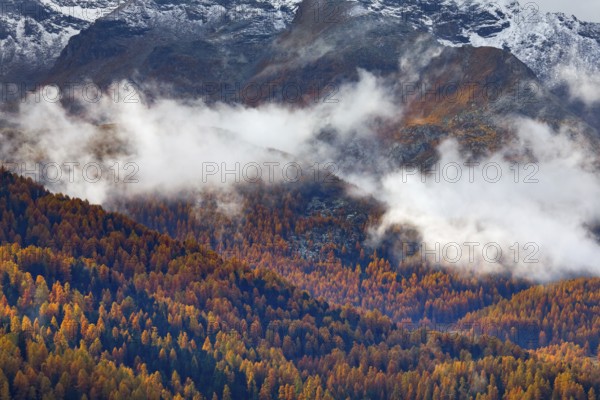 Coniferous forest with larch and spruce trees crossed by clouds of fog, Engadin, Canton of Graubünden, Switzerland