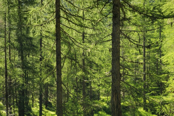 Lichen-covered larch forest in Val d'Hérens, Canton of Valais, Switzerland