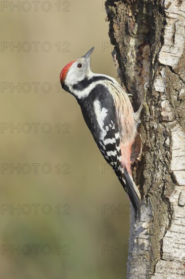 Middle woodpecker (Dendrocopos medius), foraging on the trunk of a common birch (Betula pendula), wildlife, woodpeckers, nature photography, autumn, Wilnsdorf, North Rhine-Westphalia, Germany