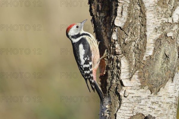 Middle woodpecker (Dendrocopos medius), foraging on the trunk of a common birch (Betula pendula), wildlife, woodpeckers, nature photography, autumn, Wilnsdorf, North Rhine-Westphalia, Germany
