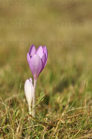 Autumn crosses (Colchicum autumnale), timeless plants (Colchica) half-opened flowers in a meadow, endangered, protected poisonous plant species, native nature, wet meadow, autumn herald, season, autumn, onion plant, poisonous plant, Wilnsdorf, North Rhine-Westphalia, Germany