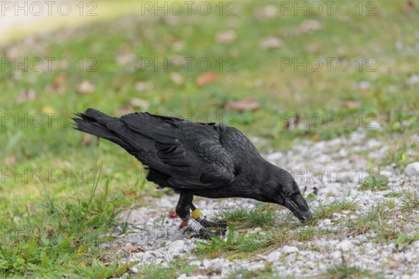 A raven (Corvus corax) stands in a meadow and digs up hidden food