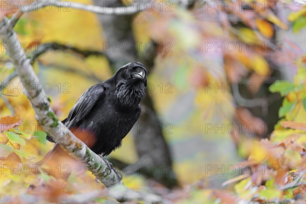 A common raven (Corvus corax) sits in an autumnal colored tree. Austria