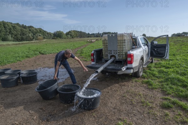Young shepherd fills water tubs in the pasture for his sheep (Ovis gmelini aries), Othenstorf, Mecklenburg-Western Pomerania, Germany