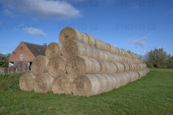 Stacked round straw bales of the agricultural cooperative in a meadow, in the back of the cowshed, Othenstorf, Mecklenburg-Western Pomerania, Germany