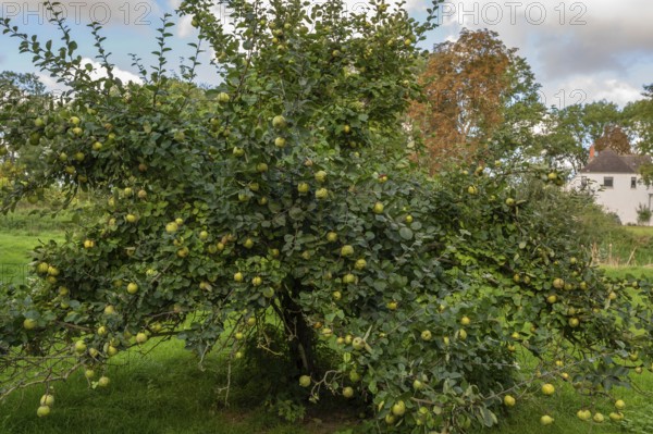 Quince tree (Cydonia oblonga) full of ripe fruits, orchard at Gut Othenstorf, Mecklenburg-Western Pomerania, Germany