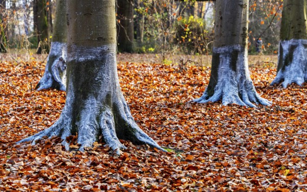 Protection against beaver damage, with whitish paint containing quartz sand, painted trees in the Berlin Tiergarten in Mitte, Berlin, Germany