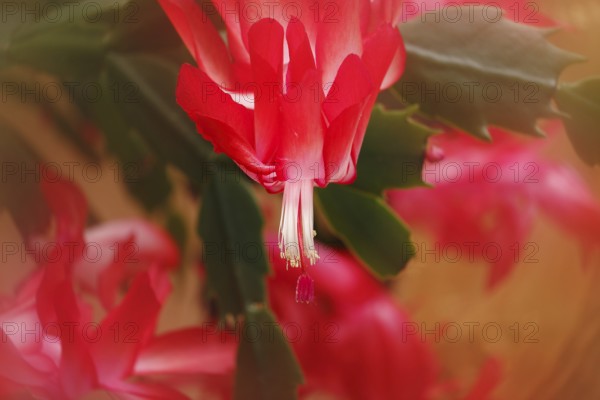 Christmas cactus (Schlumbergera truncata), blossoms, in studio, with alienation, North Rhine-Westphalia, Germany