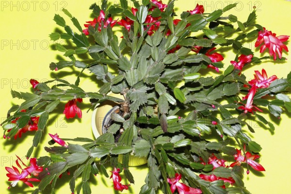 Christmas cactus (Schlumbergera truncata), with many flowers, from above, green background, North Rhine-Westphalia, Germany